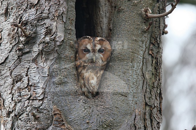 Tawny Owl looking out hole in tree; Bosuil kijkend uit nestgat in boom stock-image by Agami/Chris van Rijswijk,