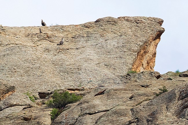 Adult male Himalayan Snowcock (Tetraogallus himalayensis incognitus) in high mountains of Tajikistan. stock-image by Agami/Ralph Martin,