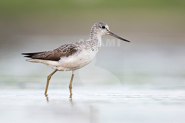 Common Greenshank - Grünschenkel - Tringa nebularia, Germany, adult stock-image by Agami/Ralph Martin,