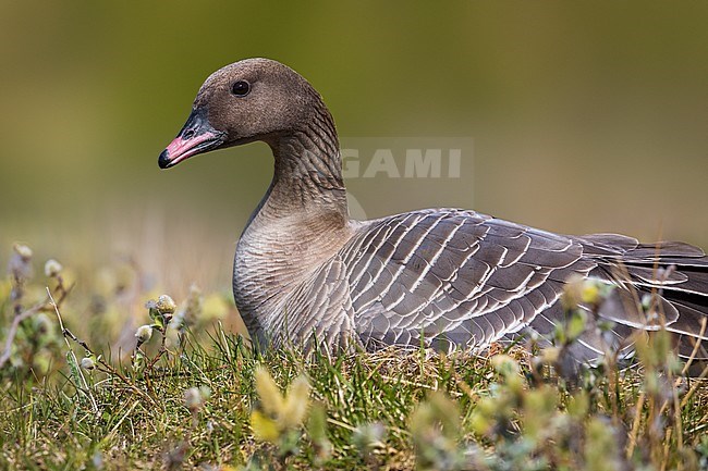 Adult Pink-footed Goose (Anser brachyrhynchus) on its nest during the breeding season on the tundra of Iceland. stock-image by Agami/Daniele Occhiato,