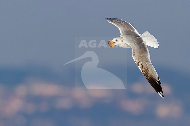 Stormmeeuw, Mew Gull, Larus Canus, Switzerland, 3rd cy stock-image by Agami/Ralph Martin,