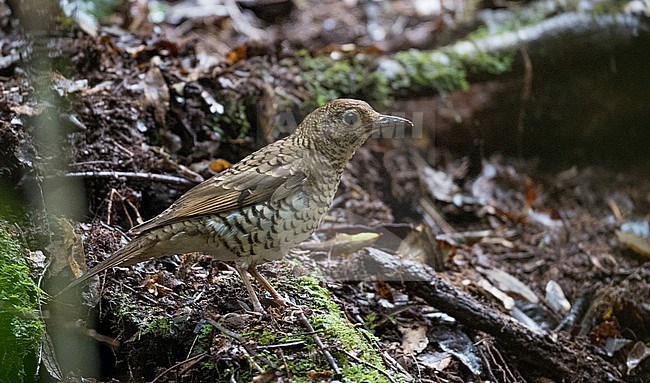 Bassian thrush (Zoothera lunulata), also known as the olive-tailed thrush, at O'Reilly's Rainforest Retreat 
Scenic Rim, Queensland, Australia. Standing on the forest floor. stock-image by Agami/Ian Davies,