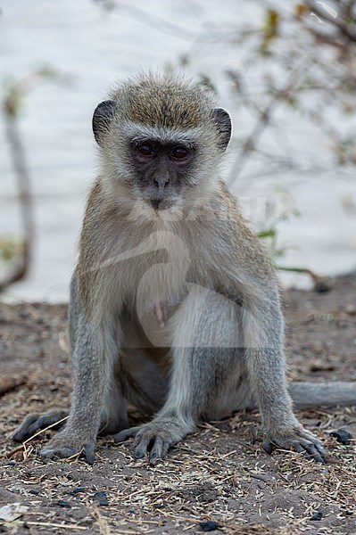 Portrait of a vervet monkey, Cercopithecus aethiops, sitting on the ground. Chobe National Park, Botswana. stock-image by Agami/Sergio Pitamitz,