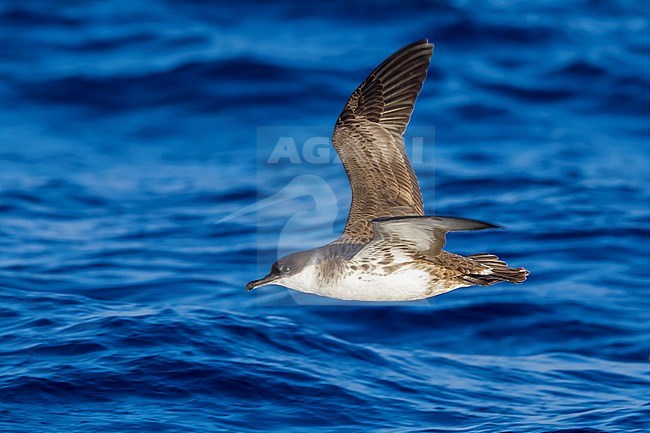 Flying Great Shearwater between Corvo & Flores, Azores. October 2011. stock-image by Agami/Vincent Legrand,