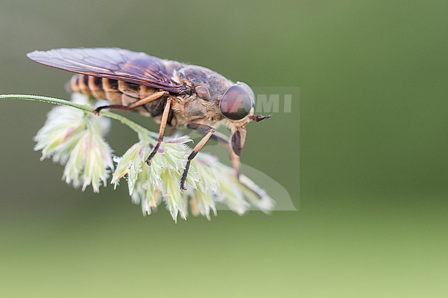 Tabanus bovinus - Pale giant horse-fly - Rinderbremse, Germany (Baden-Württemberg), imago, female stock-image by Agami/Ralph Martin,