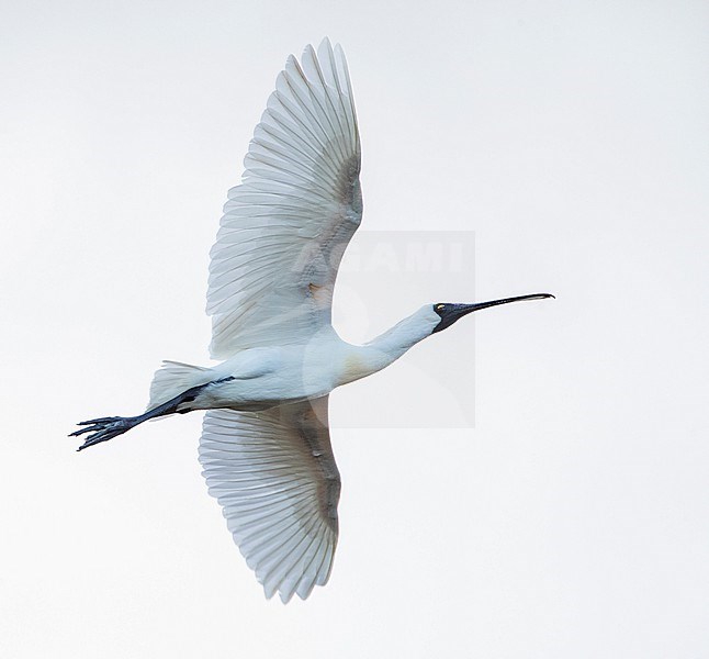 Adult Royal spoonbill (Platalea regia) in flight in New Zealand. Also known as the black-billed spoonbill. stock-image by Agami/Marc Guyt,