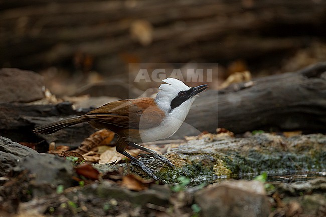 White-crested Laughingthrush (Garrulax leucolophus) at Kaeng Krachan National Park, Thailand stock-image by Agami/Helge Sorensen,