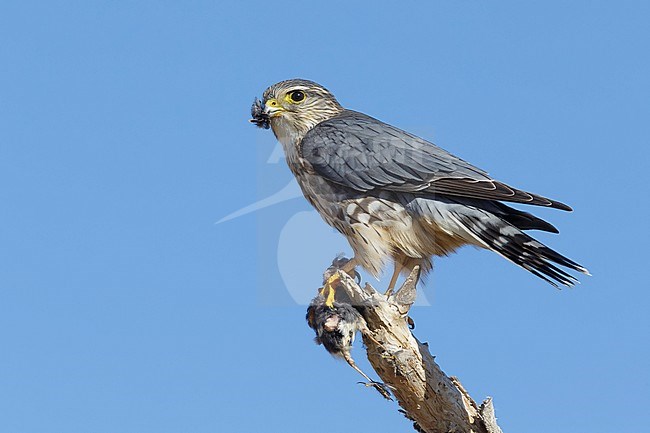 Adult male American Merlin (Falco columbarius columbarius) wintering in Riverside County, California, in November. Perched on a dead branch against a blue sky as background. stock-image by Agami/Brian E Small,