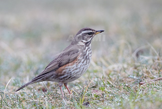 Koperwiek in grasveld, Redwing on grassfield stock-image by Agami/Markus Varesvuo,