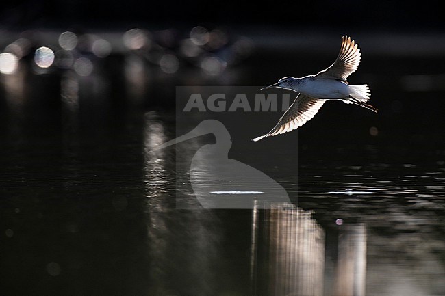 Greenshank (Tringa nebularia) in Italy. stock-image by Agami/Daniele Occhiato,