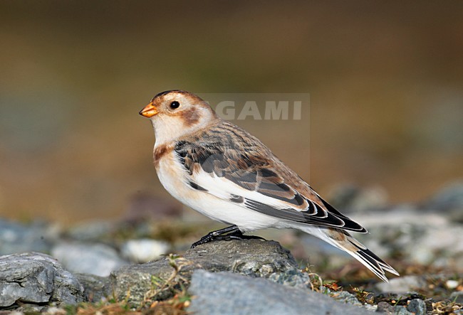 Sneeuwgors, Snow Bunting, Plectrophenax nivalis stock-image by Agami/Hugh Harrop,