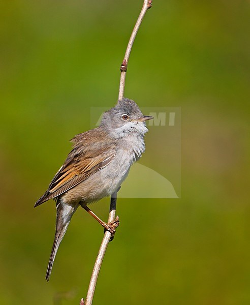 Common Whitethroat adult perched on branch; Grasmus volwassen zittend op tak stock-image by Agami/Markus Varesvuo,