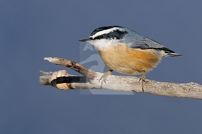 Adult male
Bernalillo Co., NM
December 2007 stock-image by Agami/Brian E Small,