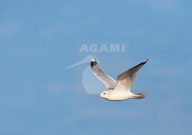 Common Gull (Larus canus canus) in the Netherlands. Adult in winter plumage flying past against a blue sky as background. stock-image by Agami/Marc Guyt,