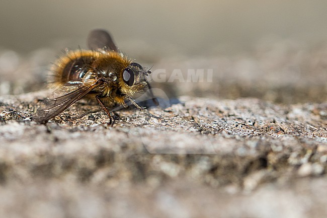 Tachina ursina, Germany (Baden-Württemberg), imago stock-image by Agami/Ralph Martin,