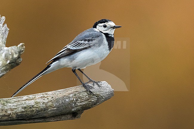 White Wagtail (Motacilla alba) perched on a branch in Italy. stock-image by Agami/Daniele Occhiato,