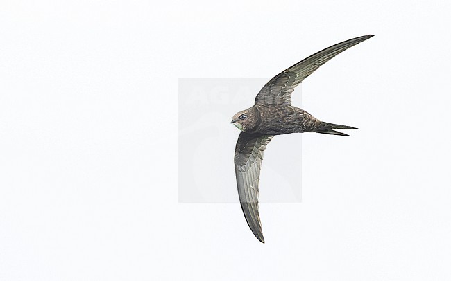 Common swift (Apus apus) in flight stock-image by Agami/Lennart Verheuvel,