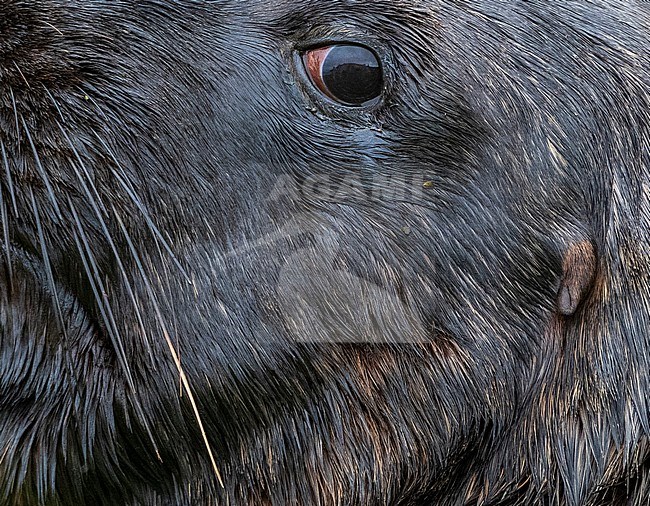 Closeup of a male New Zealand Sea Lion (Phocarctos hookeri) on Enderby Island, Auckland Islands, New Zealand. Also known as Hooker's Sea Lion. stock-image by Agami/Marc Guyt,