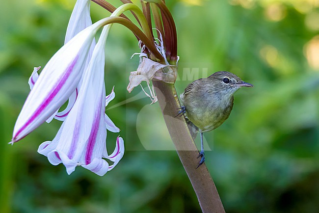 Seychelles Warbler (Acrocephalus sechellensis) on the Seychelles. Also known as the Seychelles brush warbler. stock-image by Agami/David Monticelli,