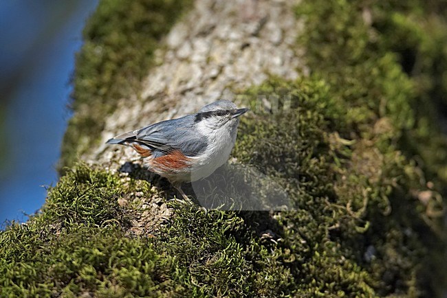 Scandinavian Nuthatch on tree trunk, Boomklever op boomstam stock-image by Agami/Markus Varesvuo,