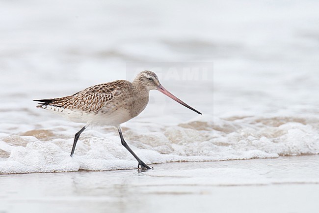 Eerste winter Rosse Grutto foeragerend op het strand; First winter Bar-tailed Godwit foraging on the beach stock-image by Agami/Arnold Meijer,