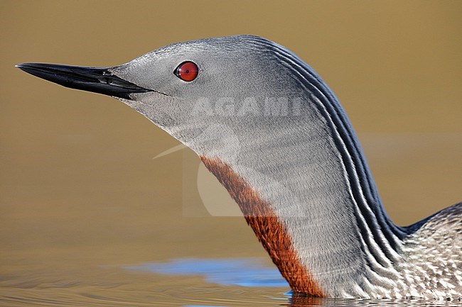 Red-throated Loon (Gavia stellata), close-up of an adult in breeding plumage, Western Region, Iceland stock-image by Agami/Saverio Gatto,