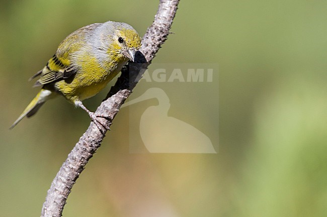 First-winter male Citril Finch (Carduelis citrinella) perched on a branch in Switzerland. stock-image by Agami/Ralph Martin,
