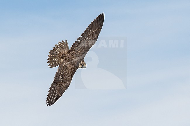 Juvenile
Chambers Co., TX
October 2013 stock-image by Agami/Brian E Small,