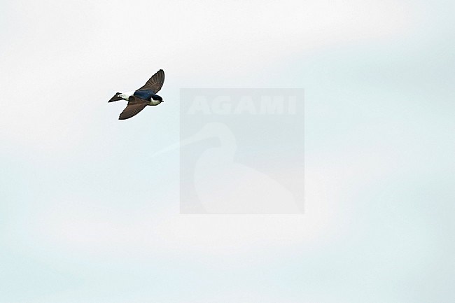 A Northern House Martin, Delichon urbicum lagopodum in flight from above stock-image by Agami/Mathias Putze,