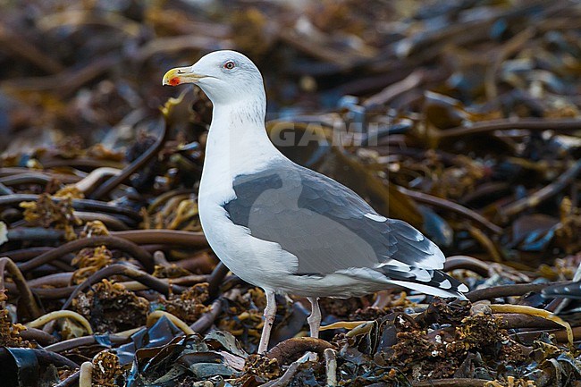 Greater Black-backed Gull, adult winter, alert looking out for other gulls, standing on sea weed on the beach of Helgoland stock-image by Agami/Menno van Duijn,