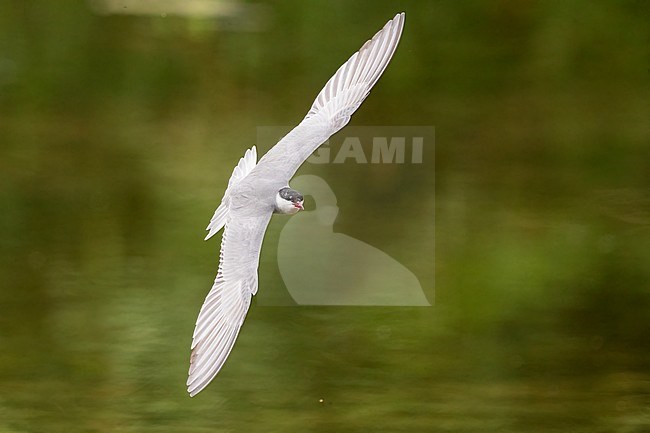 Whiskered Tern (Chlidonias hybrida),  adult in flight, Campania, Italy stock-image by Agami/Saverio Gatto,