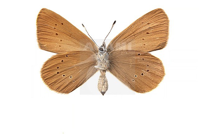 Dusky Large Blue, Donker pimpernelblauwtje, Phengaris nausithous stock-image by Agami/Wil Leurs,