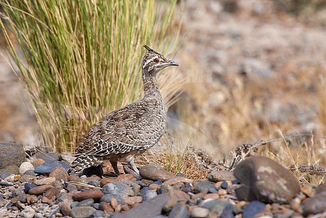 Young Elegant Crested Tinamou (Eudromia elegans) in its habitat in Argentina stock-image by Agami/Tomas Grim,