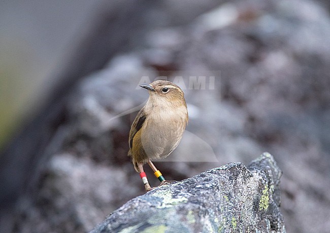 Female New Zealand Rock Wren (Xenicus gilviventris) at the Homer Tunnel, South Island, in New Zealand. Also known as the rockwren or South Island wren. stock-image by Agami/Marc Guyt,