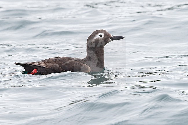 Spectacled Guillemot in breeding plumage, swimming in the sea in Hokkaido, Japan. stock-image by Agami/Stuart Price,