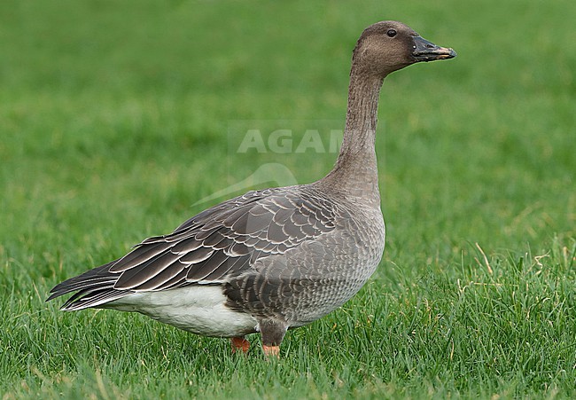 Tundra Bean Goose (Anser serrirostris), juvenile standing, seen from the side. stock-image by Agami/Fred Visscher,