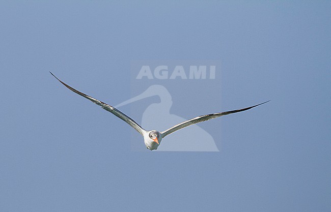 Caspian Tern - Raubseeschwalbe - Hydroprogne caspia, Oman, 2nd cy stock-image by Agami/Ralph Martin,