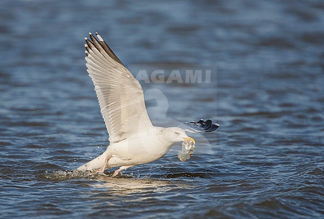 Zilvermeeuw vangt prooi; Herring Gull catching prey stock-image by Agami/Menno van Duijn,