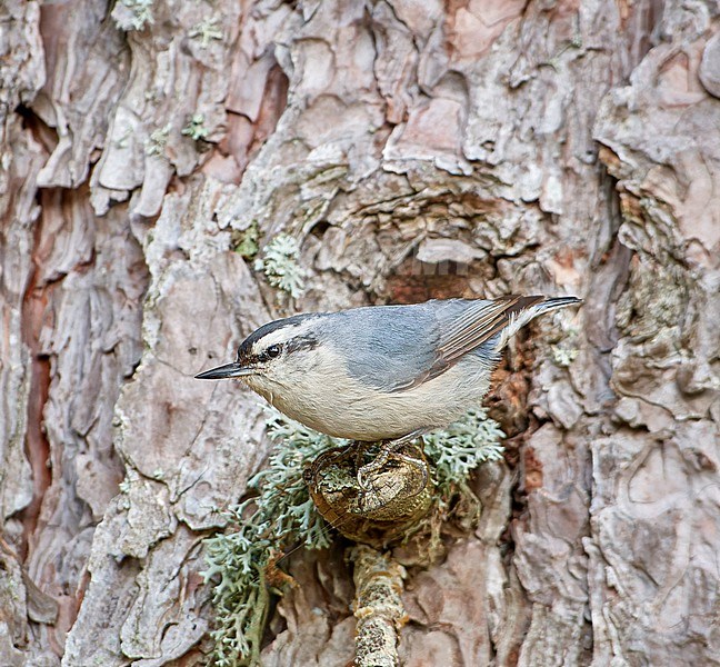 Corsican Nuthatch (Sitta whiteheadi), adult male perched on a twig against tree bark in Castellaccie, Corsica stock-image by Agami/Tomas Grim,