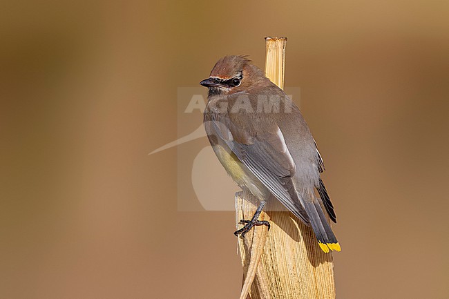 First winter Cedar Waxwing (Bombycilla cedrorum) sitting on a corn in Middle Fields of Vila do Corvo, Corvo, Azores, Portugal. stock-image by Agami/Vincent Legrand,