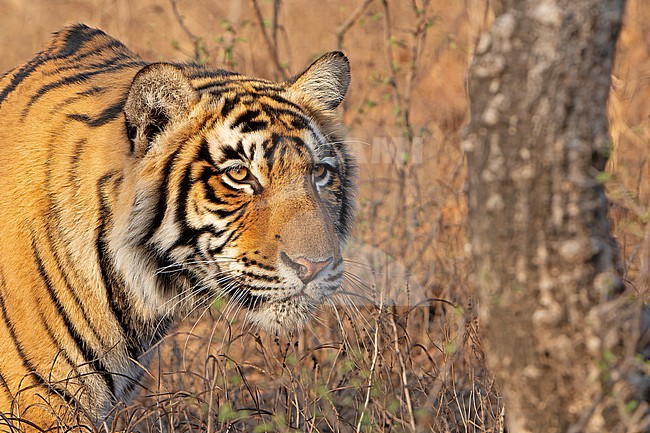 Bengal Tiger, Panthera tigris tigris, in India. stock-image by Agami/Dani Lopez-Velasco,