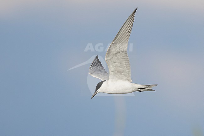 Gull-billed Tern (Gelochelidon nilotica), side view of an adult in flight, Campania, Italy stock-image by Agami/Saverio Gatto,