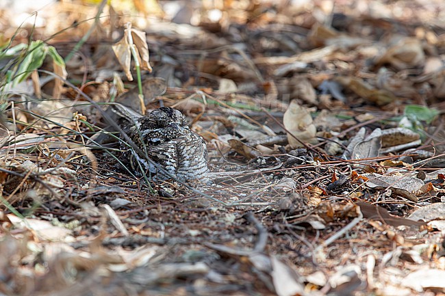 slender-tailed nightjar (Caprimulgus clarus) perching on the ground trust in its camouflage, found at Bishangari in Ethiopia stock-image by Agami/Mathias Putze,