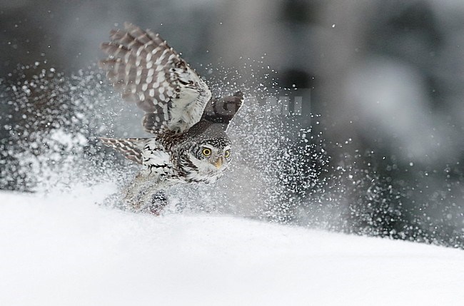 Pygmy Owl (glaucidium passerinum) Kuusamo Finland February 2016 stock-image by Agami/Markus Varesvuo,