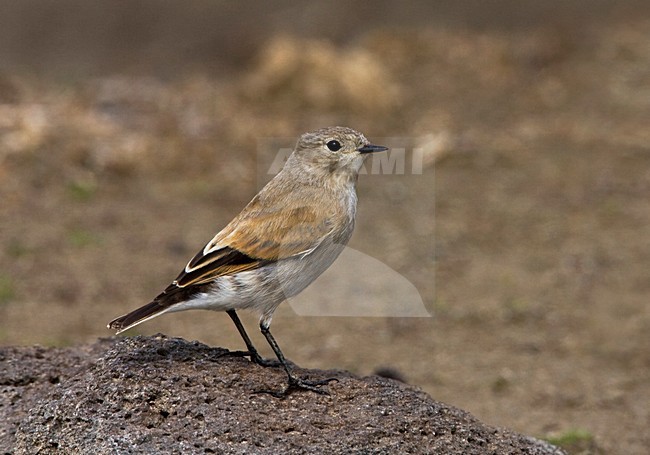 Roodrugnegrito, Austral Negrito, Lessonia rufa stock-image by Agami/Marc Guyt,