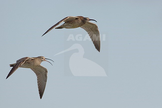 Twee Regenwulpen in de vlucht; Two Eurasian Wimbrels in flight stock-image by Agami/Arie Ouwerkerk,