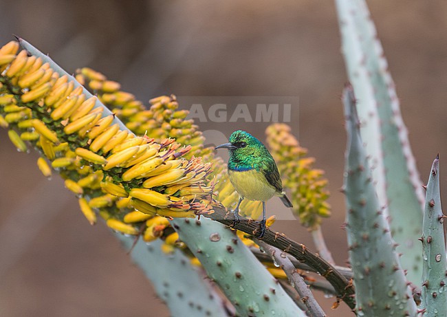 Male Collared Sunbird (Hedydipna collaris) in South Africa. stock-image by Agami/Pete Morris,