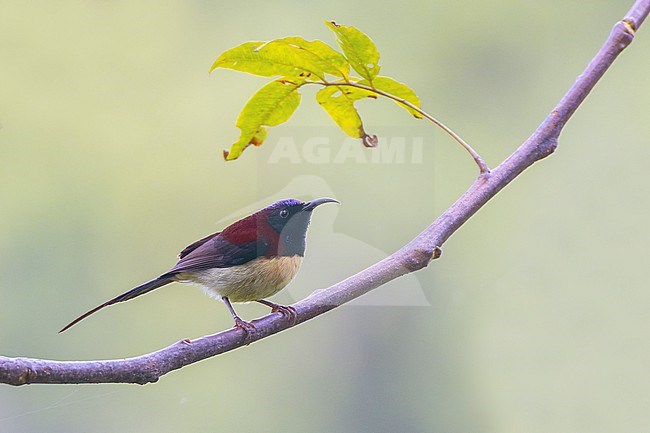 Male Black-throated Sunbird (Aethopyga saturata) at Doi Lang West NP, Thailand stock-image by Agami/David Monticelli,