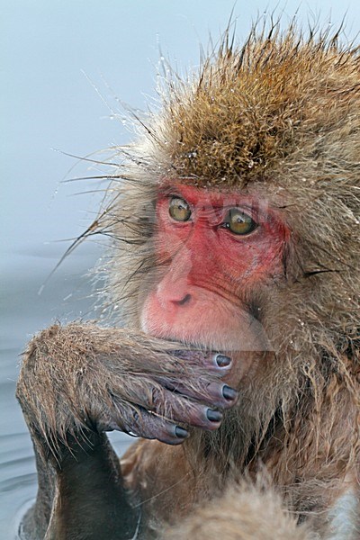 Japanse Makaak, Japanese Macaque stock-image by Agami/Pete Morris,