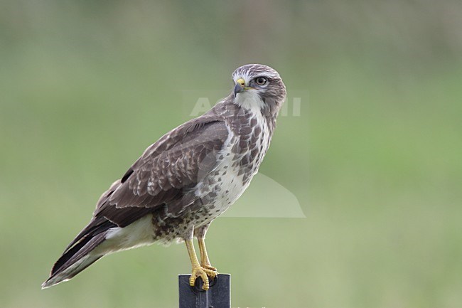 Buizerd zittend op een paal; Common Buzzard perched on pole stock-image by Agami/Reint Jakob Schut,